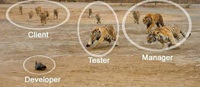 Life of a developer